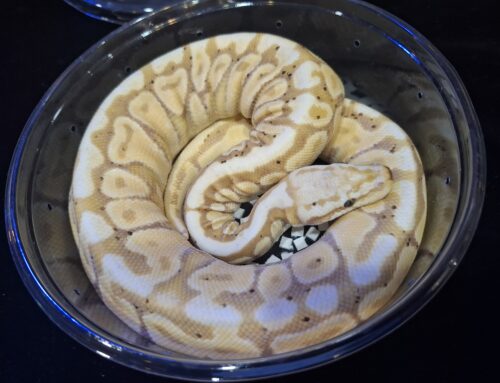 ボールパイソン（バナナスポットノーズ）約300g オス - 画像 (2)