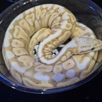 ボールパイソン（バナナスポットノーズ）約300g オス