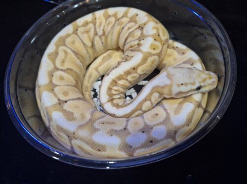 ボールパイソン（バナナスポットノーズ）約300g オス
