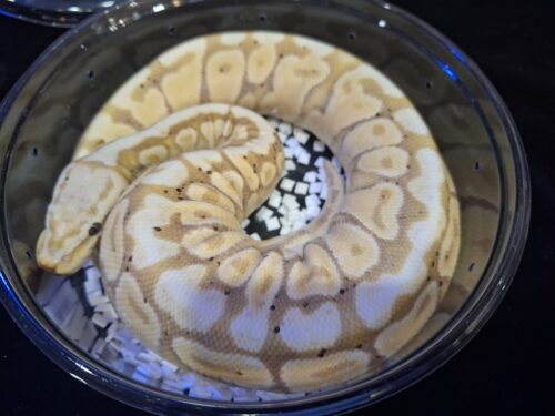 ボールパイソン（バナナスポットノーズ）約300g オス - 画像 (4)