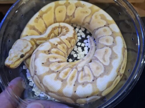 ボールパイソン（バナナスポットノーズ）約300g オス - 画像 (7)
