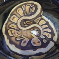 ボールパイソン（エンチスポットノーズマホガニーhetクラウン）約300g メス