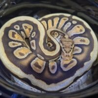 ボールパイソン（エンチスポットノーズマホガニーhetクラウン）約300g メス