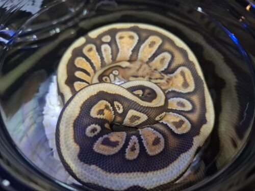 ボールパイソン（エンチスポットノーズマホガニーhetクラウン）約300g メス - 画像 (6)