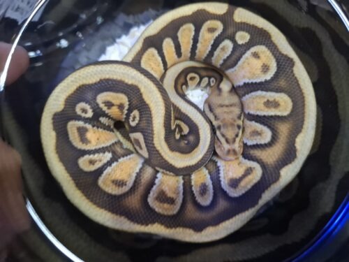 ボールパイソン（エンチスポットノーズマホガニーhetクラウン）約300g メス - 画像 (5)