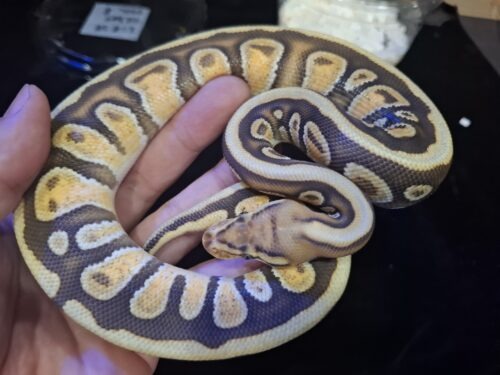 ボールパイソン（エンチスポットノーズマホガニーhetクラウン）約300g メス - 画像 (4)