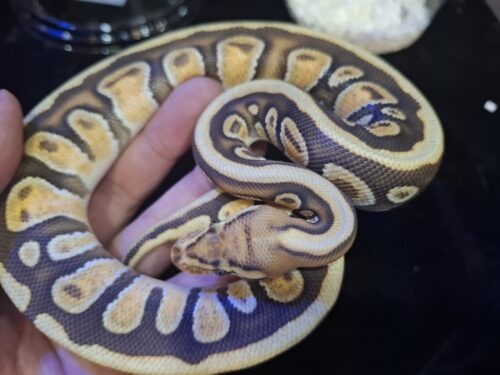 ボールパイソン（エンチスポットノーズマホガニーhetクラウン）約300g メス - 画像 (3)