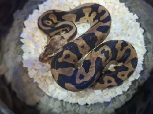 ボールパイソン（パステルレオパードチョコレートhetゴースト）25CB オス - 画像 (4)