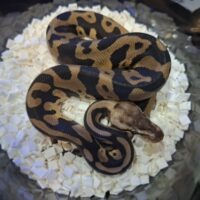 ボールパイソン（パステルレオパードチョコレートhetゴースト）25CB オス
