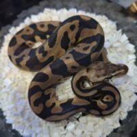 ボールパイソン（パステルレオパードチョコレートhetゴースト）25CB オス