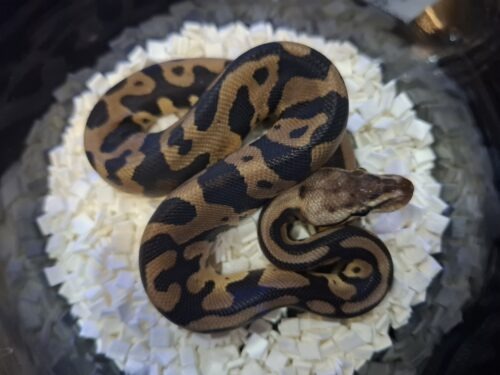 ボールパイソン（パステルレオパードチョコレートhetゴースト）25CB オス - 画像 (2)