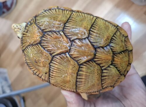 ハラガケガメ（甲長約13cm）CB　メス - 画像 (9)