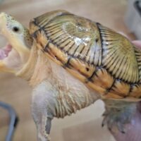 ハラガケガメ（甲長約13cm）CB　メス
