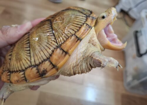 ハラガケガメ（甲長約13cm）CB　メス - 画像 (4)