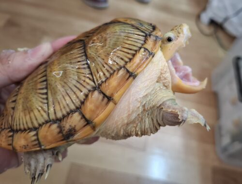 ハラガケガメ（甲長約13cm）CB　メス - 画像 (8)