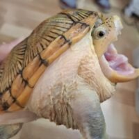 ハラガケガメ（甲長約13cm）CB　メス