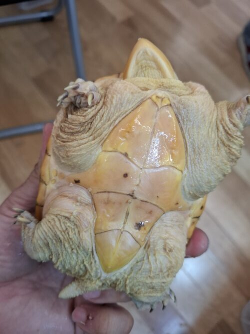 ハラガケガメ（甲長約13cm）CB　メス - 画像 (10)