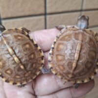 イエローガルフコーストハコガメ（25CB）