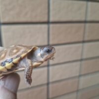 イエローガルフコーストハコガメ（25CB）