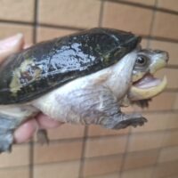 ハラガケガメ（甲長約10cm）WC　メス