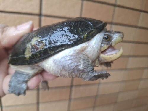 ハラガケガメ（甲長約10cm）WC　メス - 画像 (2)