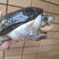 ハラガケガメ（甲長約10cm）WC　メス