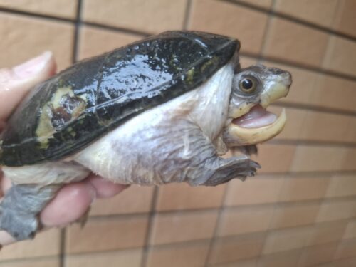 ハラガケガメ（甲長約10cm）WC　メス