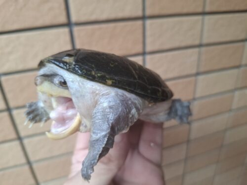 ハラガケガメ（甲長約10cm）WC　メス - 画像 (4)
