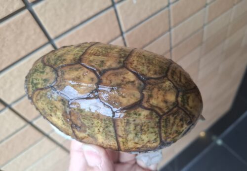 ハラガケガメ（甲長約12cm）WC　メス - 画像 (5)