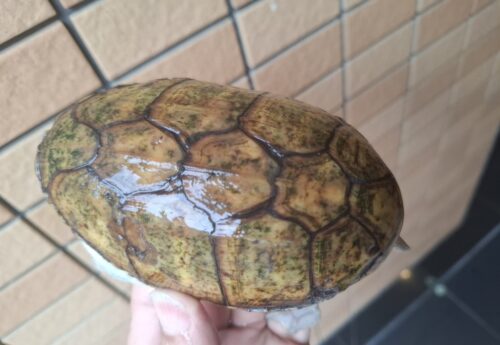 ハラガケガメ（甲長約12cm）WC　メス - 画像 (4)