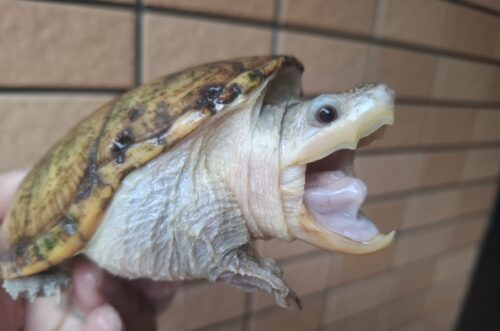 ハラガケガメ（甲長約12cm）WC　メス - 画像 (3)