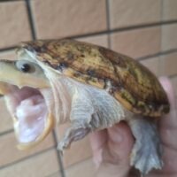 ハラガケガメ（甲長約12cm）WC　メス