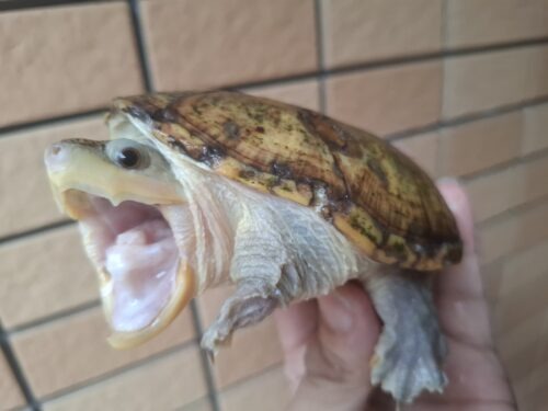 ハラガケガメ（甲長約12cm）WC　メス - 画像 (2)