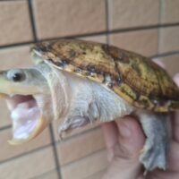 ハラガケガメ（甲長約12cm）WC　メス