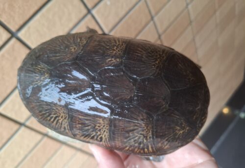 ハラガケガメ（甲長約13cm）WC　オス - 画像 (5)