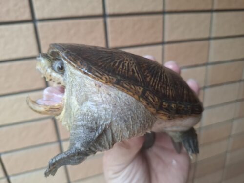ハラガケガメ（甲長約13cm）WC　オス - 画像 (4)
