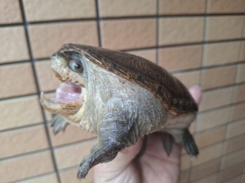ハラガケガメ（甲長約13cm）WC　オス - 画像 (6)