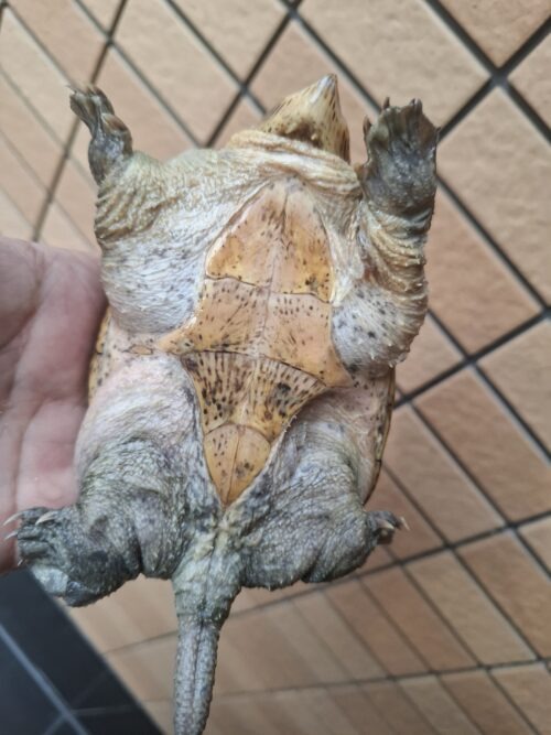 ハラガケガメ（甲長約13cm）WC　オス - 画像 (7)