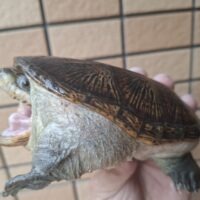 ハラガケガメ（甲長約13cm）WC　オス