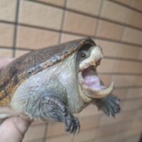 ハラガケガメ（甲長約13cm）WC　オス