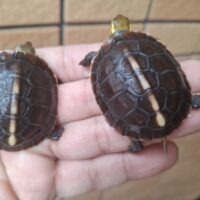 チュウゴクセマルハコガメ（25CB）TSDオス