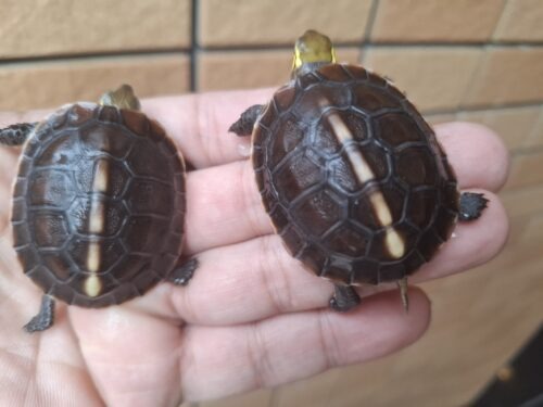 チュウゴクセマルハコガメ（25CB）TSDオス