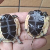 チュウゴクセマルハコガメ（25CB）TSDオス