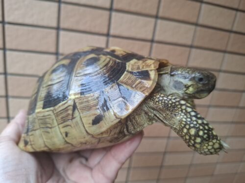 ヘルマンリクガメ（甲長約15cm）メス 個体C