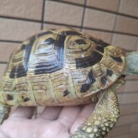 ヘルマンリクガメ（甲長約16cm）メス 個体D