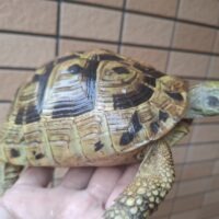 ヘルマンリクガメ（甲長約16cm）メス 個体D
