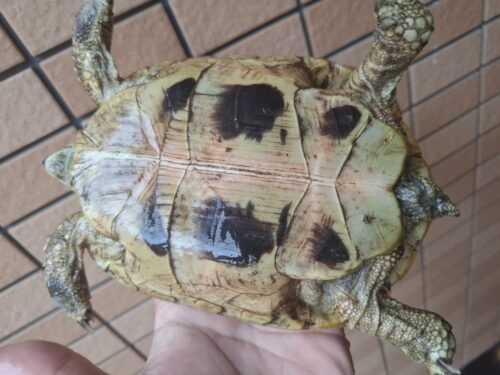 ヘルマンリクガメ（甲長約16cm）メス 個体D - 画像 (6)