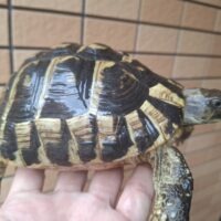 ヘルマンリクガメ（甲長約14cm）メス 個体B
