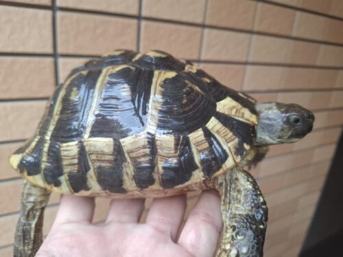 ヘルマンリクガメ（甲長約14cm）メス 個体B