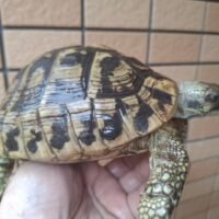 ヘルマンリクガメ（甲長約14cm）メス 個体A
